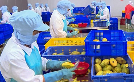 Chú trọng bảo quản nông sản sau thu hoạch, mở rộng thị trường xuất khẩu
