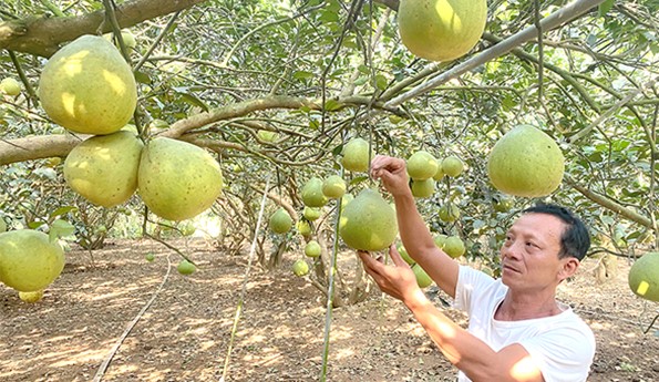 Đồng Nai Chú trọng xây dựng chuỗi liên kết nông sản
