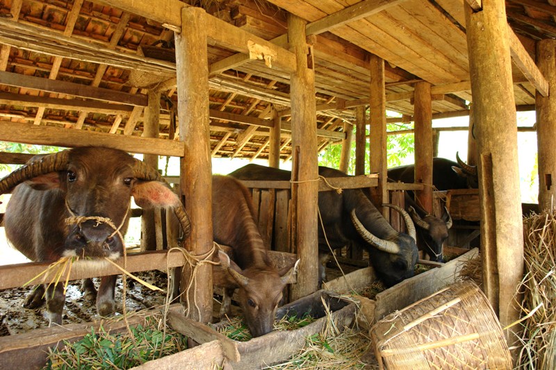 3 567 con gia súc chết do rét đậm, rét hại