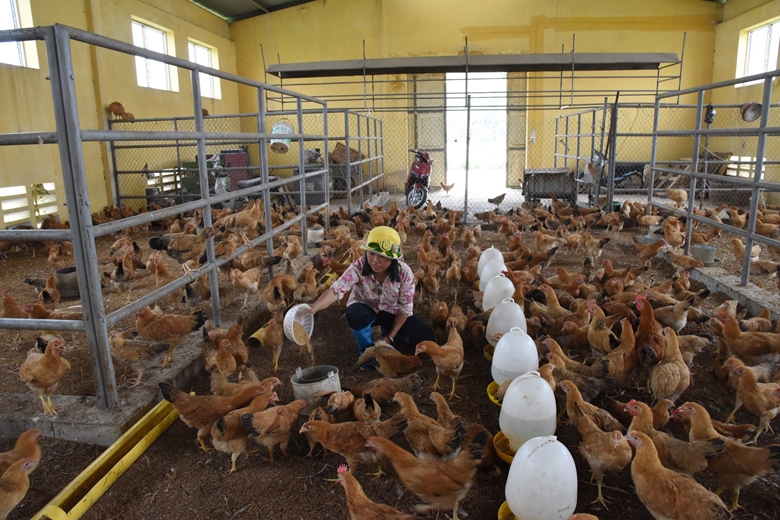Hà Nội Phấn đấu triển khai hiệu quả công tác phòng chống dịch bệnh gia súc, gia cầm