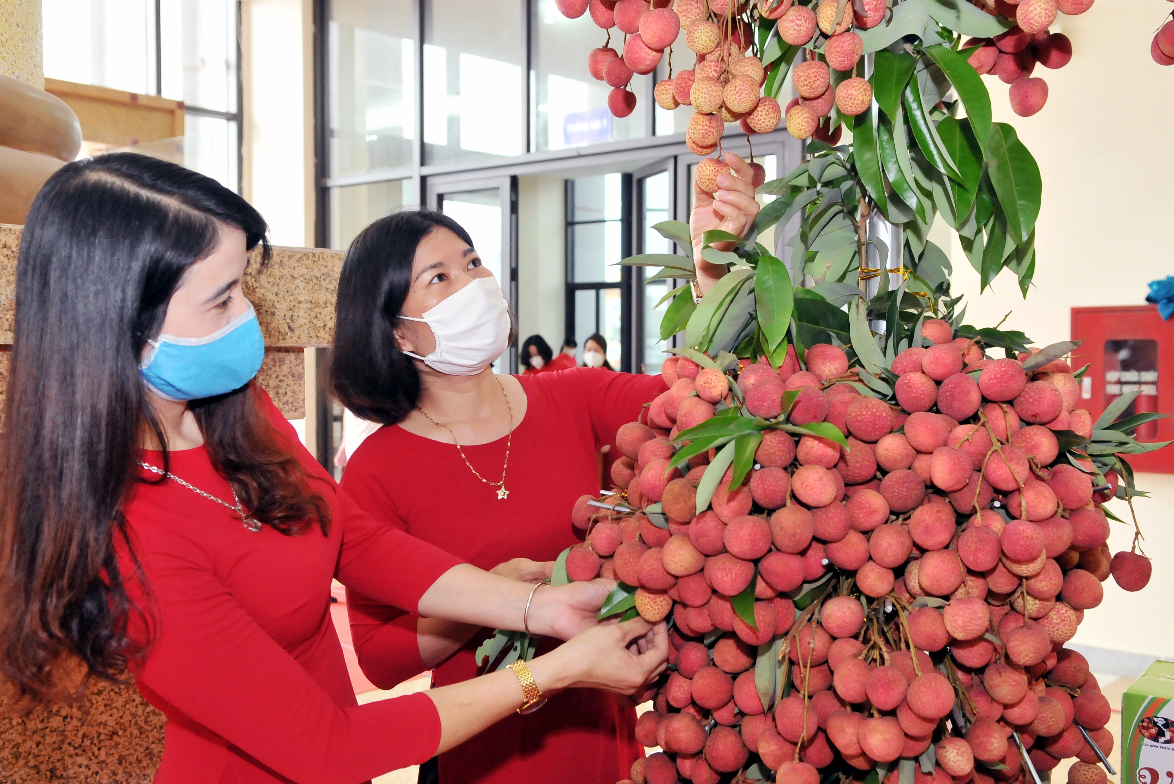 Nâng cao chất lượng quả vải để hướng tới thị trường khó tính