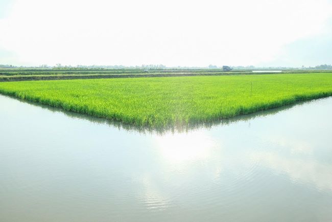 Bài 2 Đồng hành cùng bà con nông dân kiến tạo hệ sinh thái lúa tôm bền vững