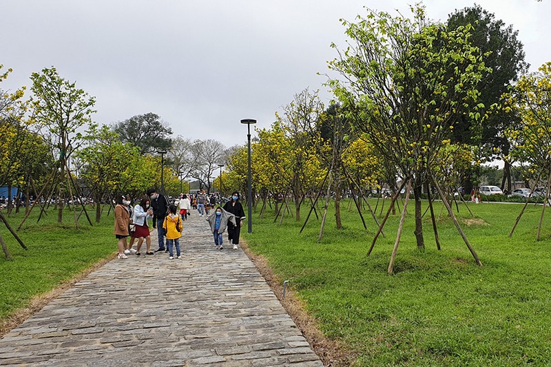 Xây dựng các tour tuyến du lịch Mai vàng Huế phục vụ khách du lịch trong nước và quốc tế