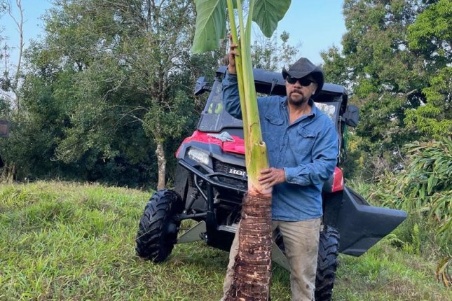 Củ khoai môn siêu nặng