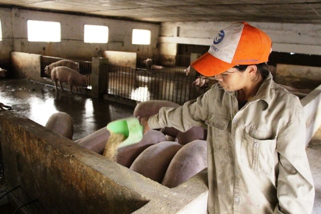 Đảm bảo nguồn nguyên liệu trong nước phục vụ sản xuất thức ăn chăn nuôi