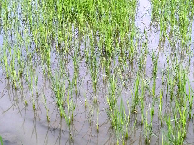 Mưa lớn gây thiệt hại tại nhiều địa phương
