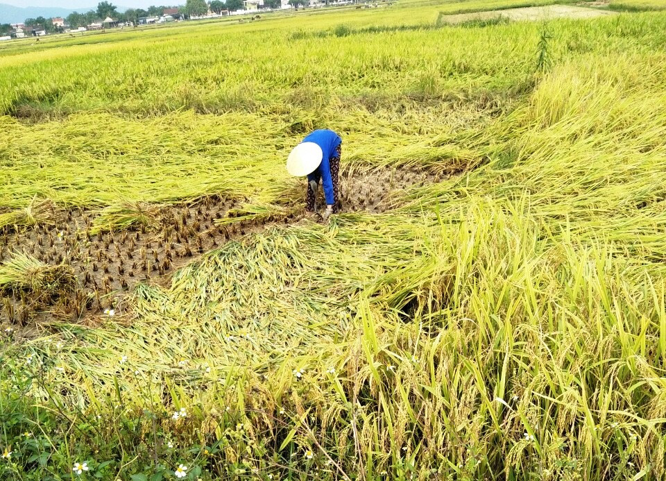 Mưa lớn, mưa đá, dông lốc gây thiệt hại tại Gia Lai, Đồng Nai