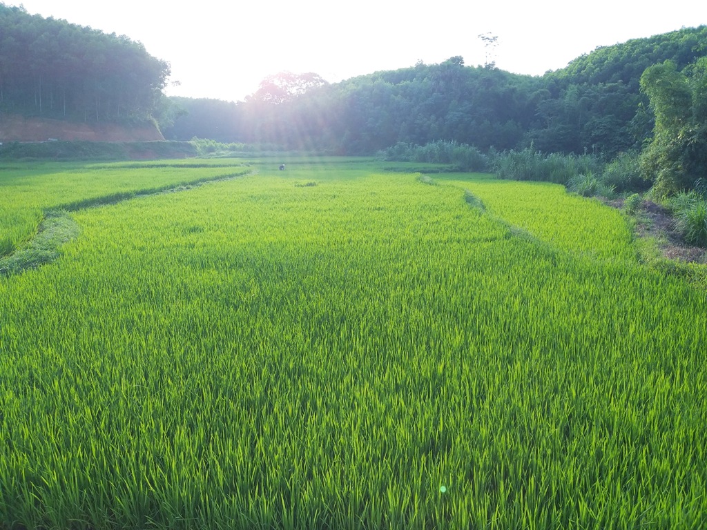 Tạ ơn cánh đồng