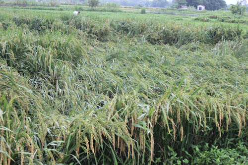 Thiên tai gây nhiều thiệt hại tại các địa phương