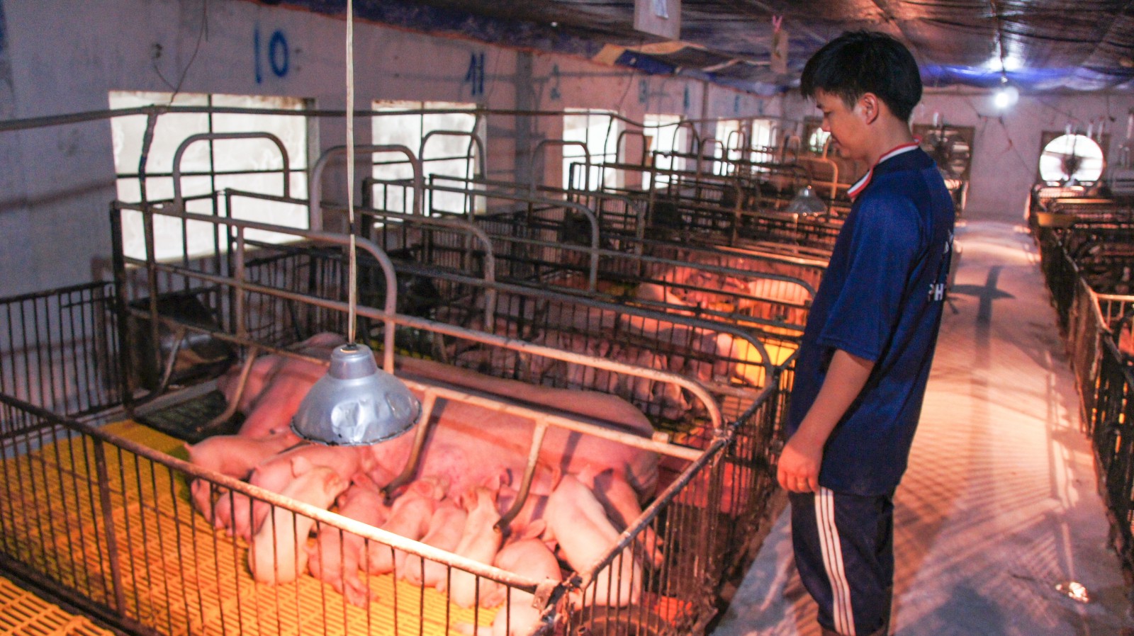 Bình Dương phát triển nông nghiệp công nghệ cao