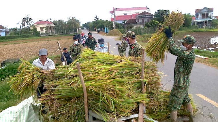 Cán bộ, chiến sỹ quân đội thu hoạch lúa giúp dân khắc phục thiên tai trái mùa