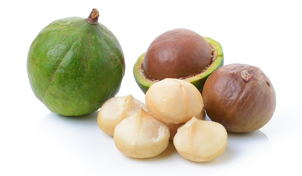 Phát triển Mắc ca thành ngành hàng sản xuất hiệu quả, bền vững