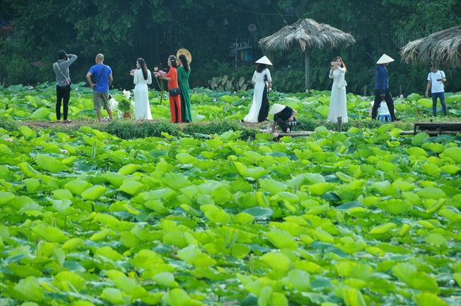 Nhiều hoạt động hấp dẫn tại Trưng bày “Sen trong đời sống văn hoá Việt”