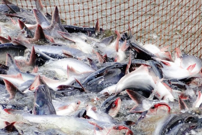 Xuất khẩu cá tra nhiều tín hiệu tích cực