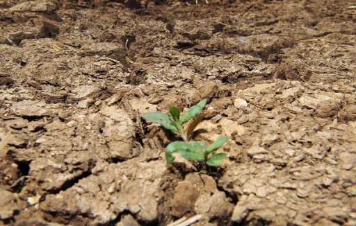 40 diện tích đất trên thế giới đã bị suy thoái