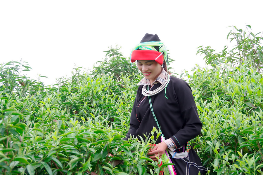 Chè San tuyết Lùng Vài vào vụ