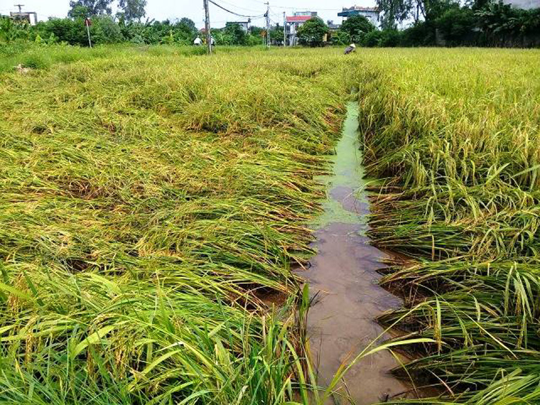 Thực hiện chính sách hỗ trợ bảo hiểm nông nghiệp