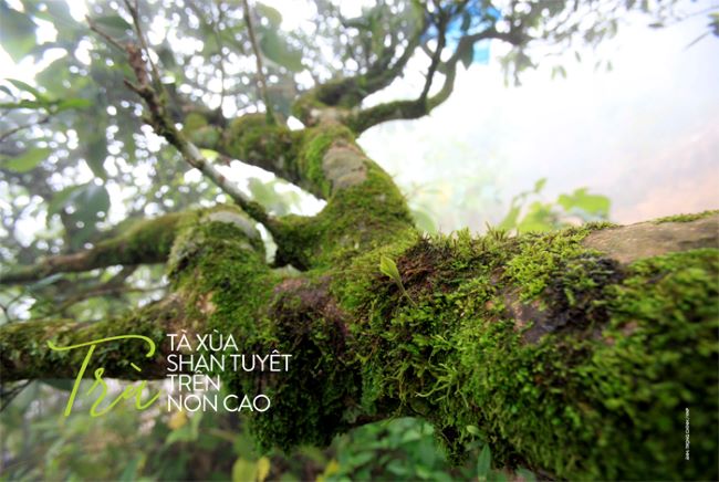 Truyện kể về trà Shanam – “trà ép bánh made in Vietnam”
