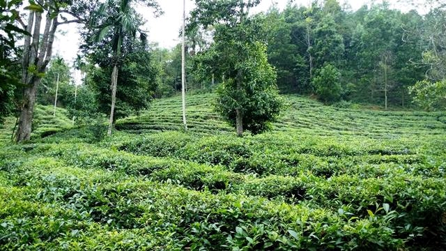 Khởi động Dự án quản lý cảnh quan bền vững tại Lâm Đồng và Đắk Nông