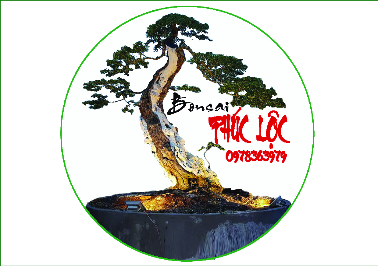 Nghệ thuật bonsai Thú vui tao nhã của những tâm hồn yêu thiên nhiên