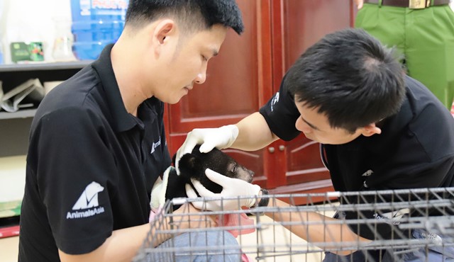 Cứu hộ thêm các cá thể gấu tại Điện Biên và Sơn La