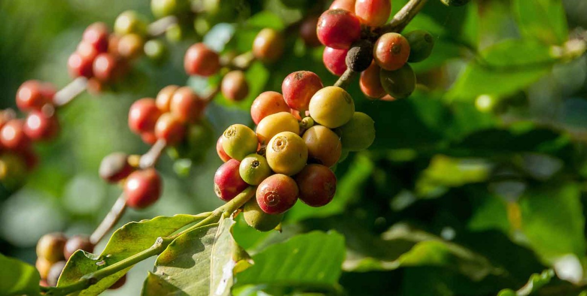 Cơ hội đẩy mạnh xuất khẩu cà phê