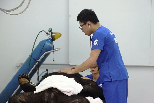 Cứu hộ một cá thế gấu ngựa tại Hà Nội