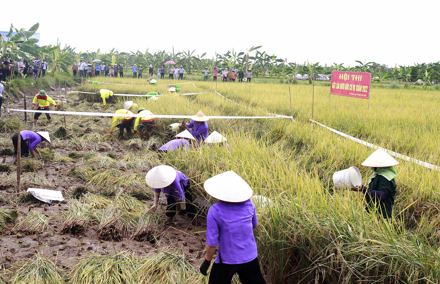 Hải Dương Tưng bừng lễ hội lúa, rươi hữu cơ vụ xuân 2022