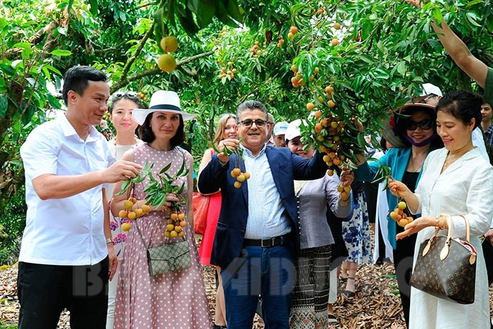 Đoàn đại biểu quốc tế và Bộ Ngoại giao trải nghiệm tại vùng vải Thanh Hà