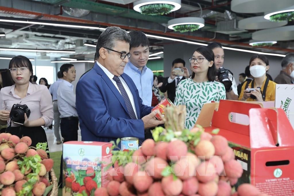 Vải thiều thu mua tại vùng trồng xuất khẩu cao hơn thị trường 20-25