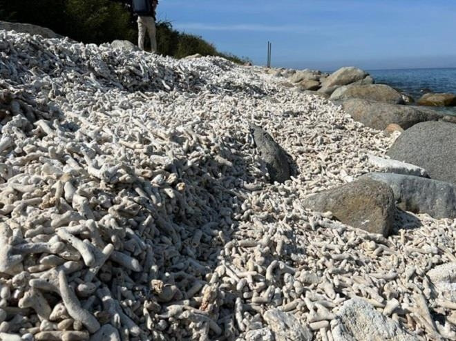 TP Nha Trang tạm dừng lặn biển ngắm san hô Hòn Mun từ 27 6