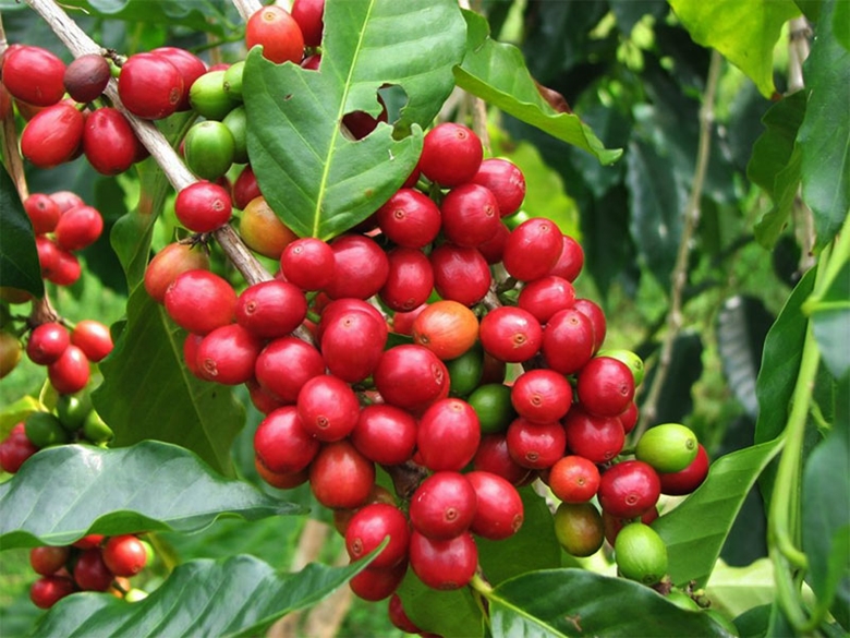 Cơ hội đẩy mạnh xuất khẩu cà phê vào thị trường Hoa Kỳ