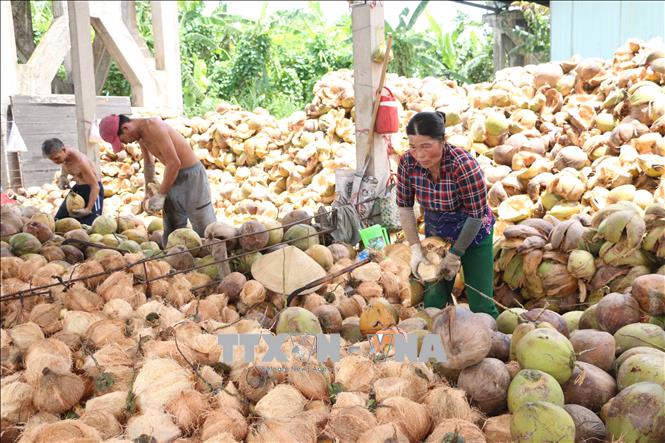 Giá dừa khô đang ở mức thấp nhất trong nhiều năm qua
