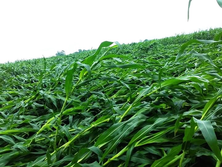 Mưa dông, lốc, sét gây thiệt hại tại một số địa phương