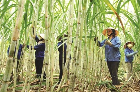 Áp dụng chống lẩn tránh phòng vệ thương mại với đường mía