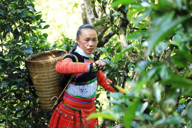 Khám phá hành trình thú vị từ du lịch trải nghiệm ở Sơn La