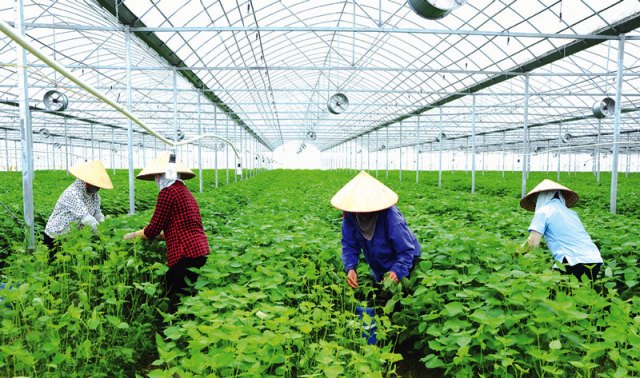 Xây dựng nền nông nghiệp phát triển bền vững từ cam kết COP26