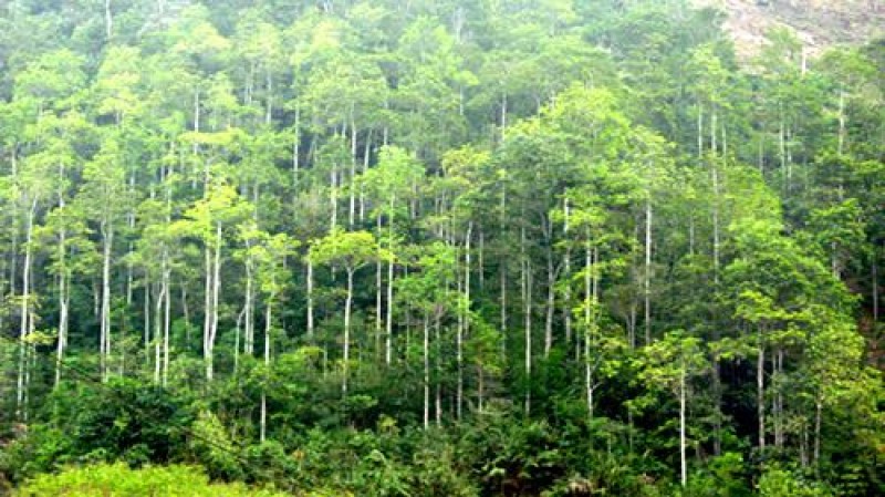 Hiện trạng rừng Việt Nam