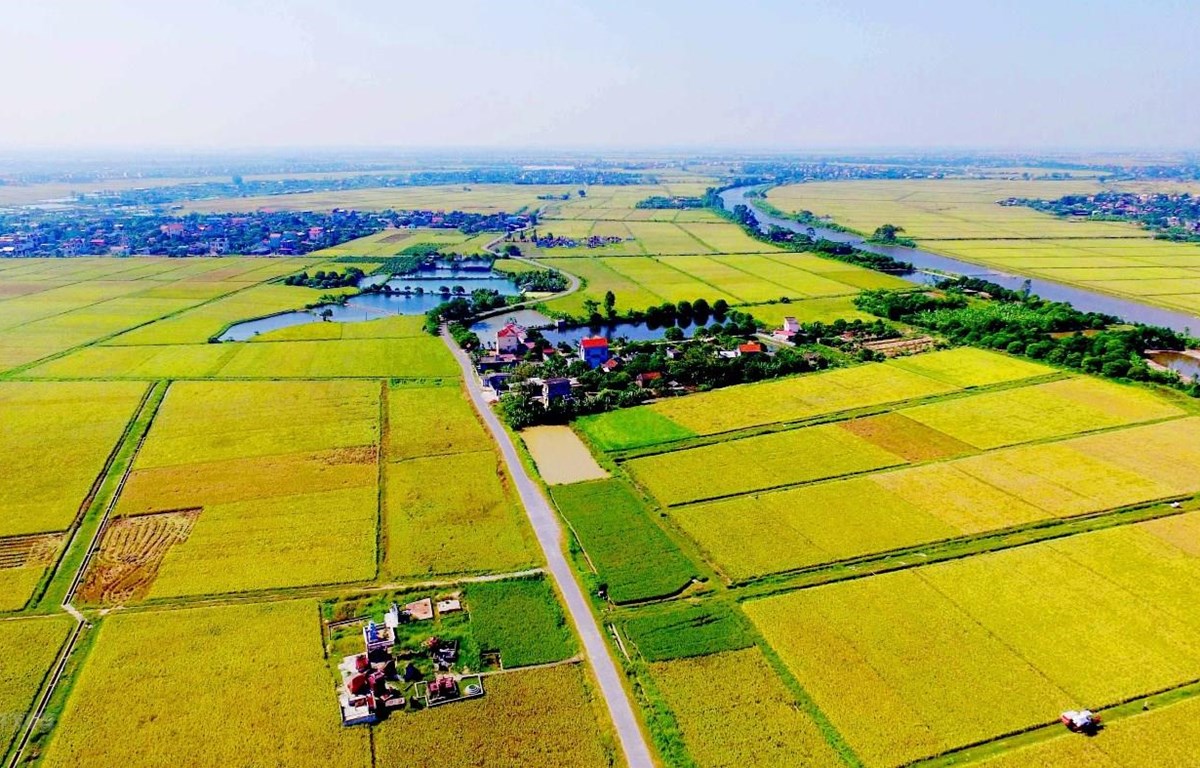 Giải quyết việc chuyển mục đích sử dụng đất trồng lúa thực hiện dự án tại Long An