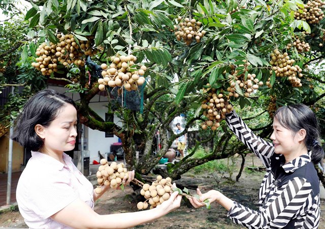 Hiệu quả tín dụng chính sách ở miền quê Ân Thi thuần nông