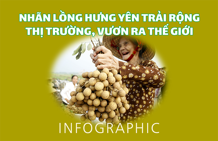 Nhãn lồng Hưng Yên trải rộng thị trường, vươn ra thế giới