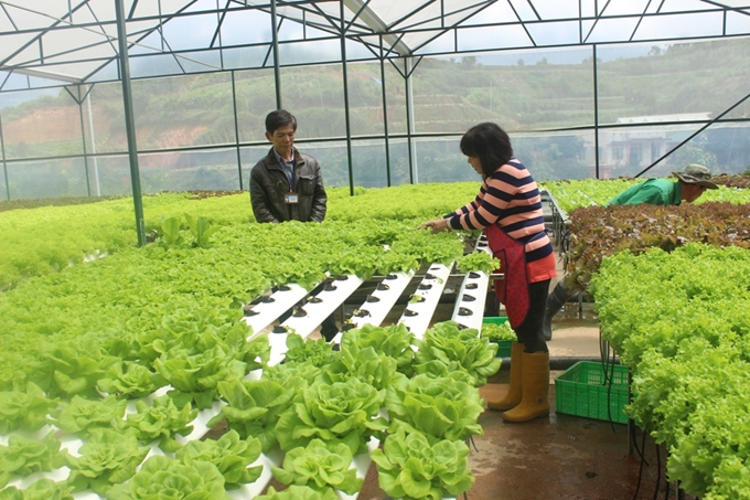 Ưu tiên vốn tín dụng cho nông nghiệp công nghệ cao