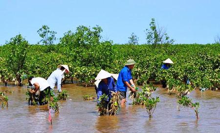 Xây dựng các giải pháp dựa vào thiên nhiên thích ứng với biến đổi khí hậu