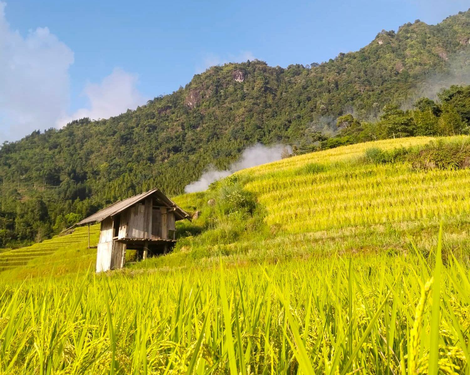 Về Nậm Cang, nghe rì rào lúa gọi mùa vàng