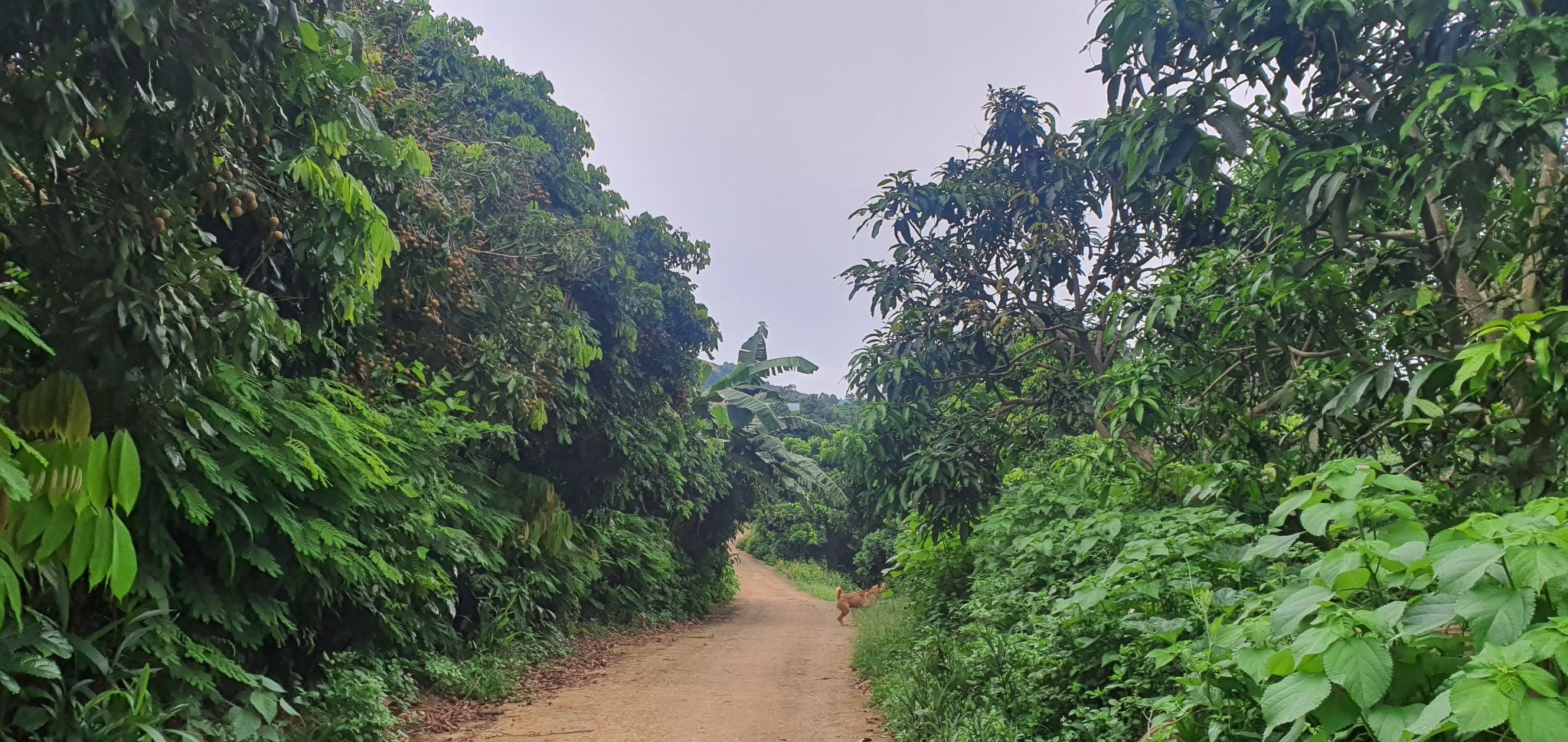 Bài 1 Mai Sơn mùa quả ngọt