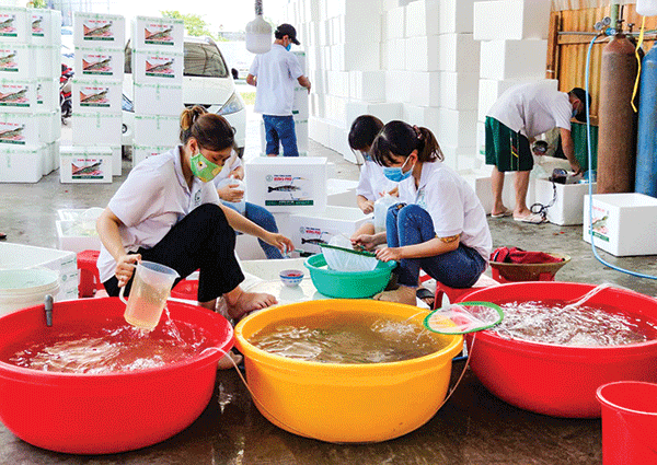 Cần Thơ phát huy tiềm năng nuôi trồng thủy sản