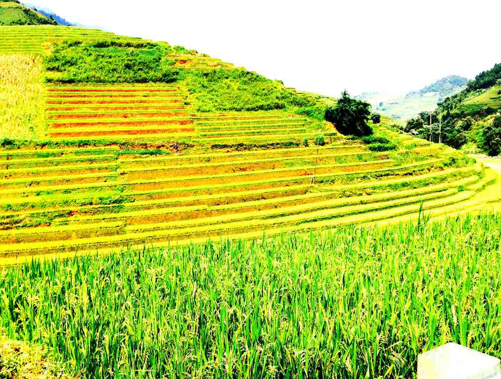 Những bậc thang lúa vàng Mù Cang Chải