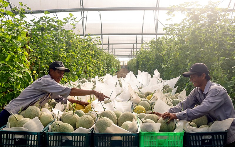 Bình Dương triển khai chiến lược phát triển nông nghiệp, nông thôn bền vững