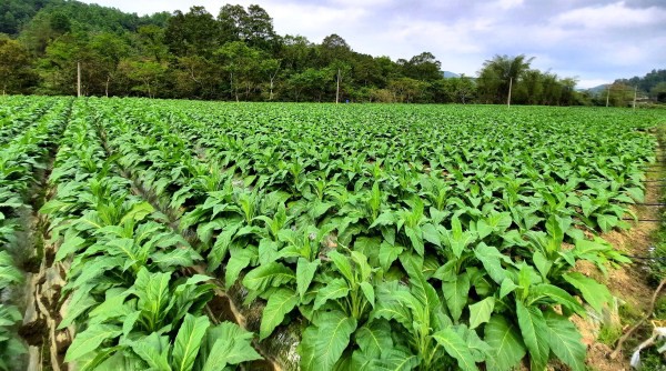 Nhiều địa phương chuyển đổi trồng cây thuốc lá sang cây trồng khác