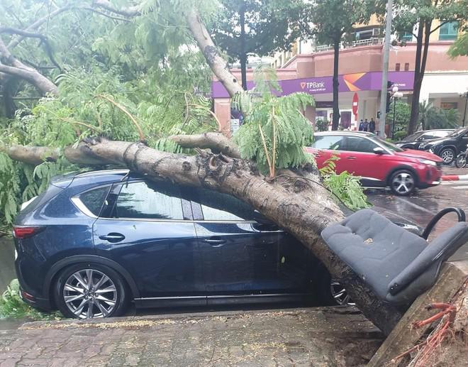 Cây xanh gãy đổ gây thiệt hại tài sản và trách nhiệm bồi thường